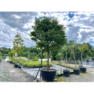 Hrab obyčajný (Carpinus betulus) - výška 400+ cm, obvod kmeňa 40/50 cm, kont. C500L - BALÓN